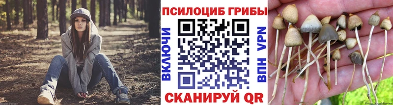 Купить  Новошахтинск  Псилоцибиновые грибы Psilocybe 